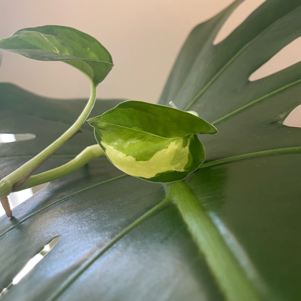 Sport variegated global green pothos cutting